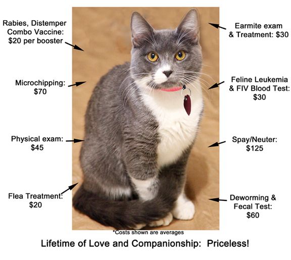 Adoption costs cat arrows final