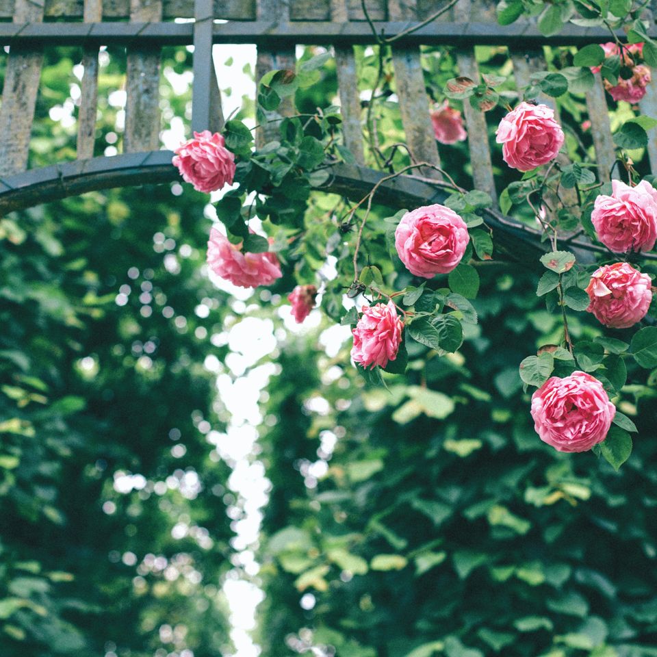 Hsg4oepqgyc colin maynard20161201 29645 sv11o8