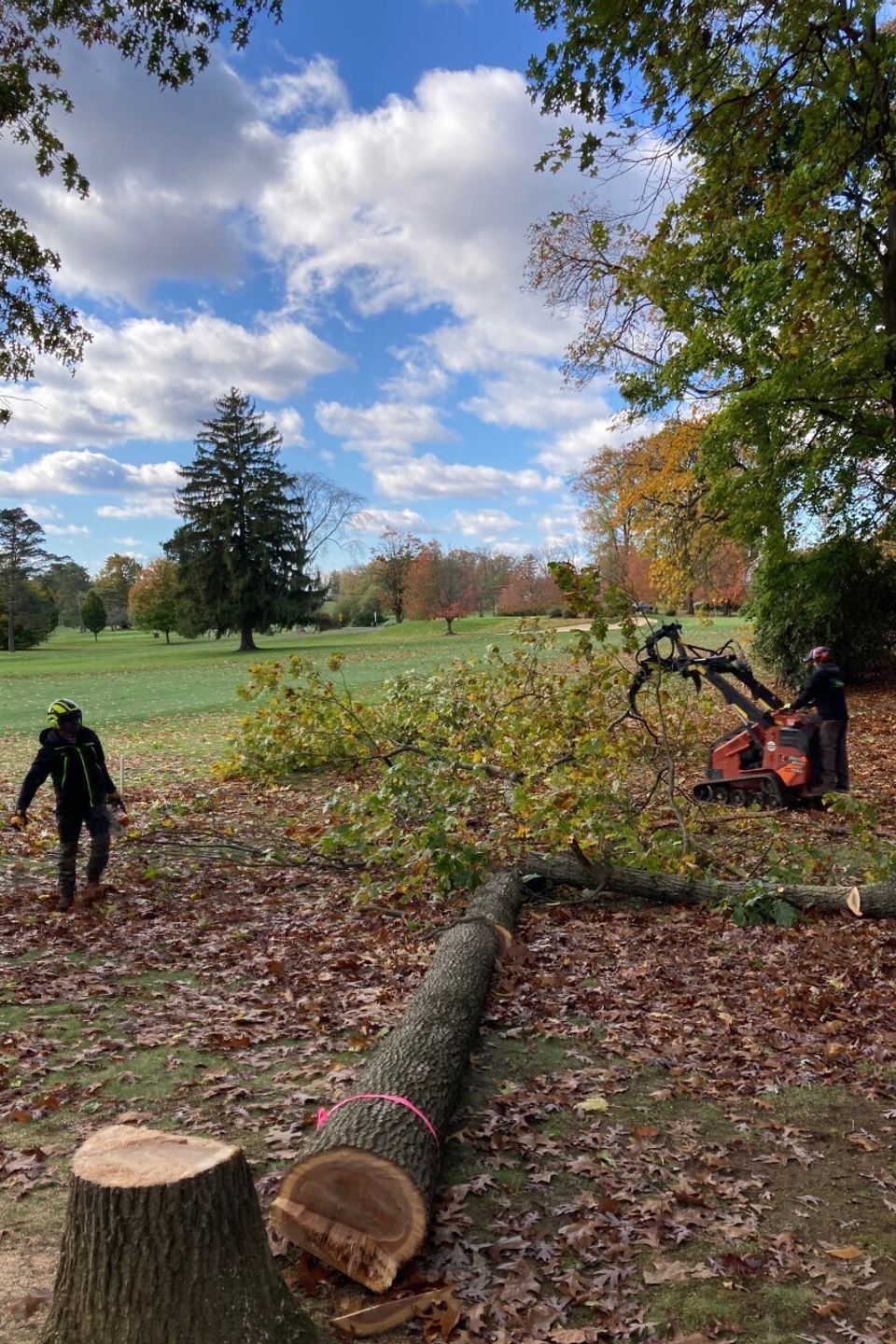 Tree removal thumbnail img 2077