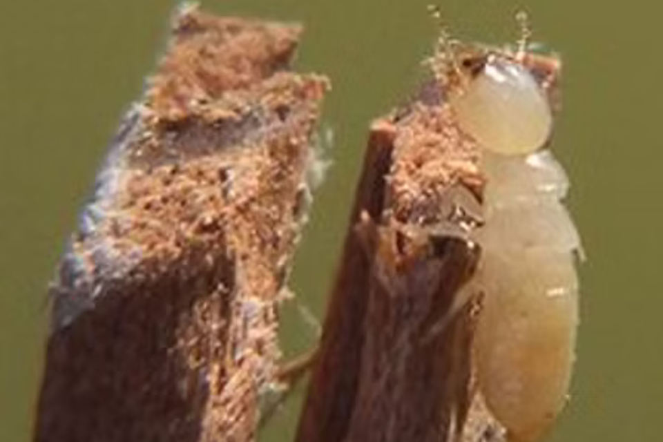 Termites5