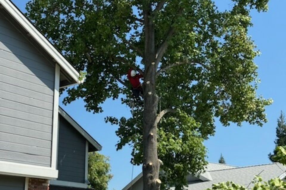 professional arborist roseville