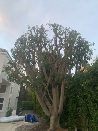 Jctreecare5