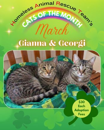 March cat of the month noble (1080 x 1350 px)