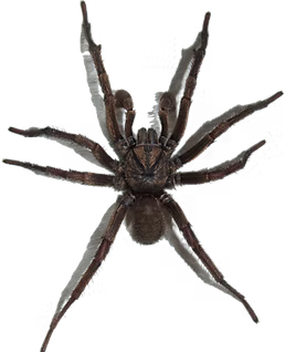 Spiders1