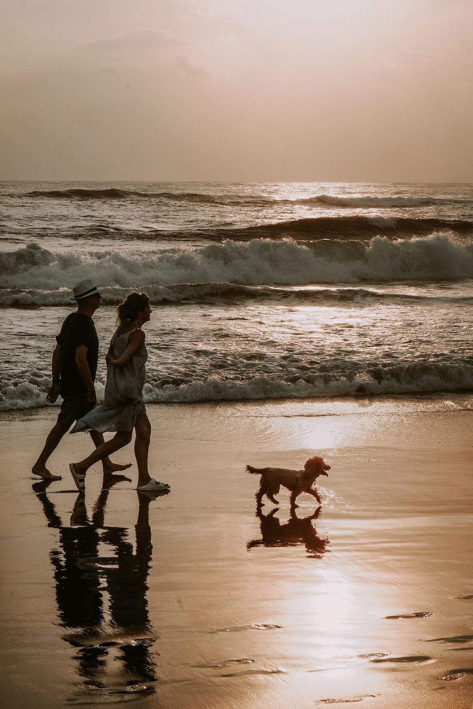 San deigo dog walk beach