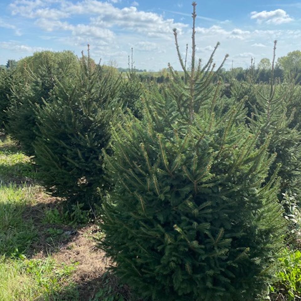 Norway spruce