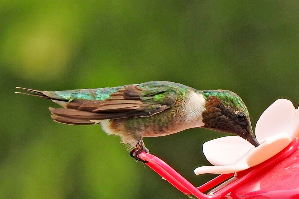 Hummingbird