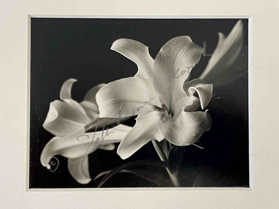 Bermuda lilies platinum print