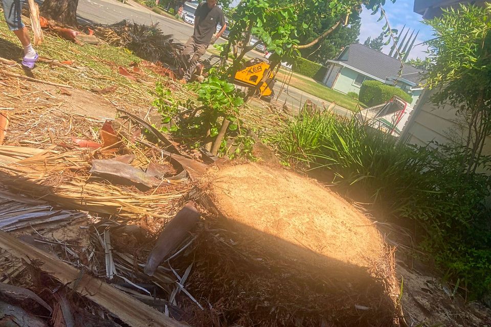 palm tree trimming roseville