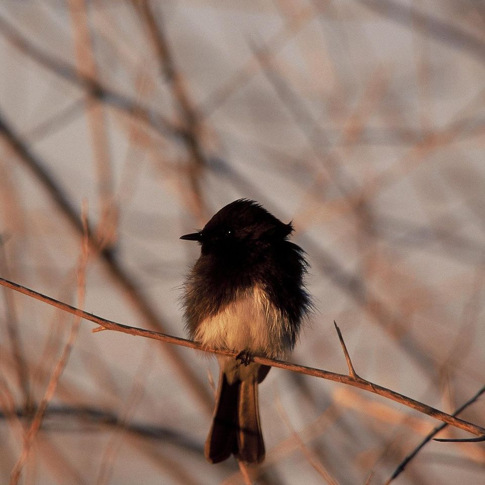Chuckgraham blackphoebe img05320121203 1865 79z9zo 0