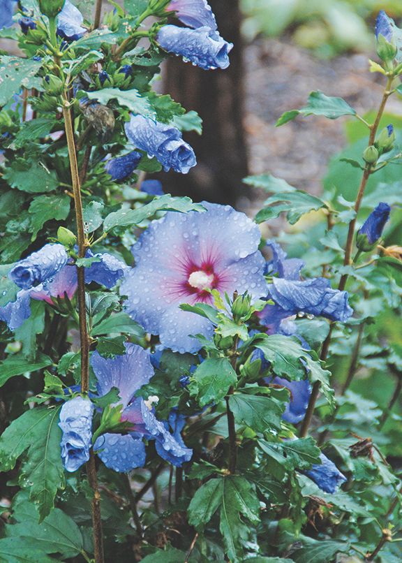 Blue satin rose of sharon