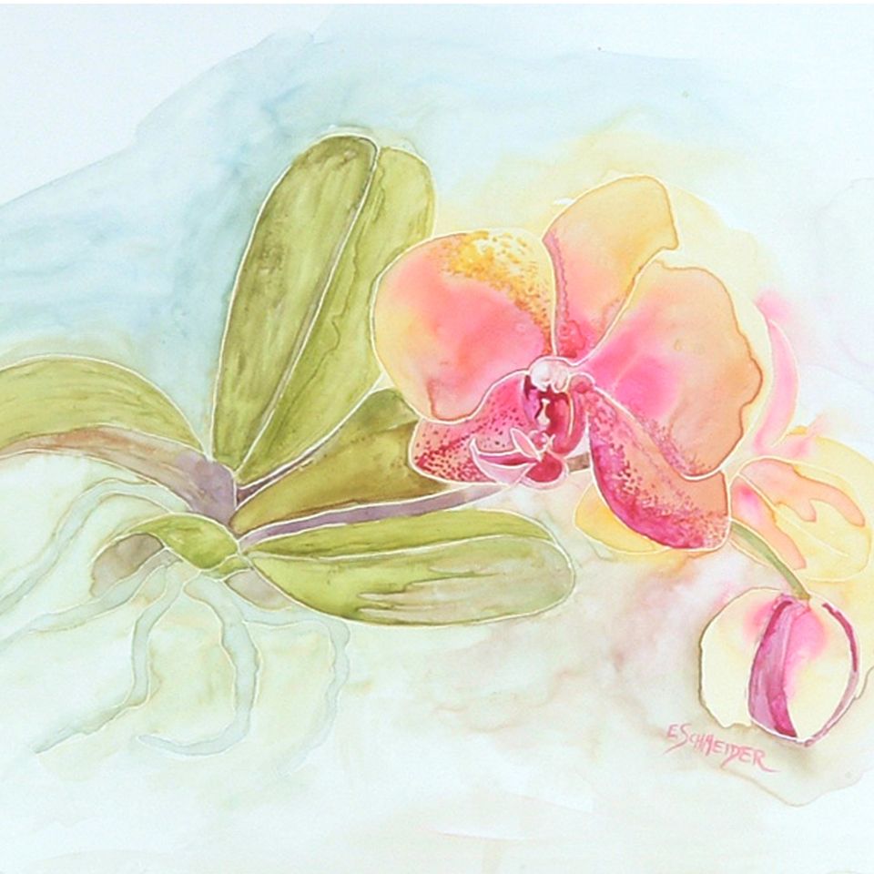 Orchid beauty