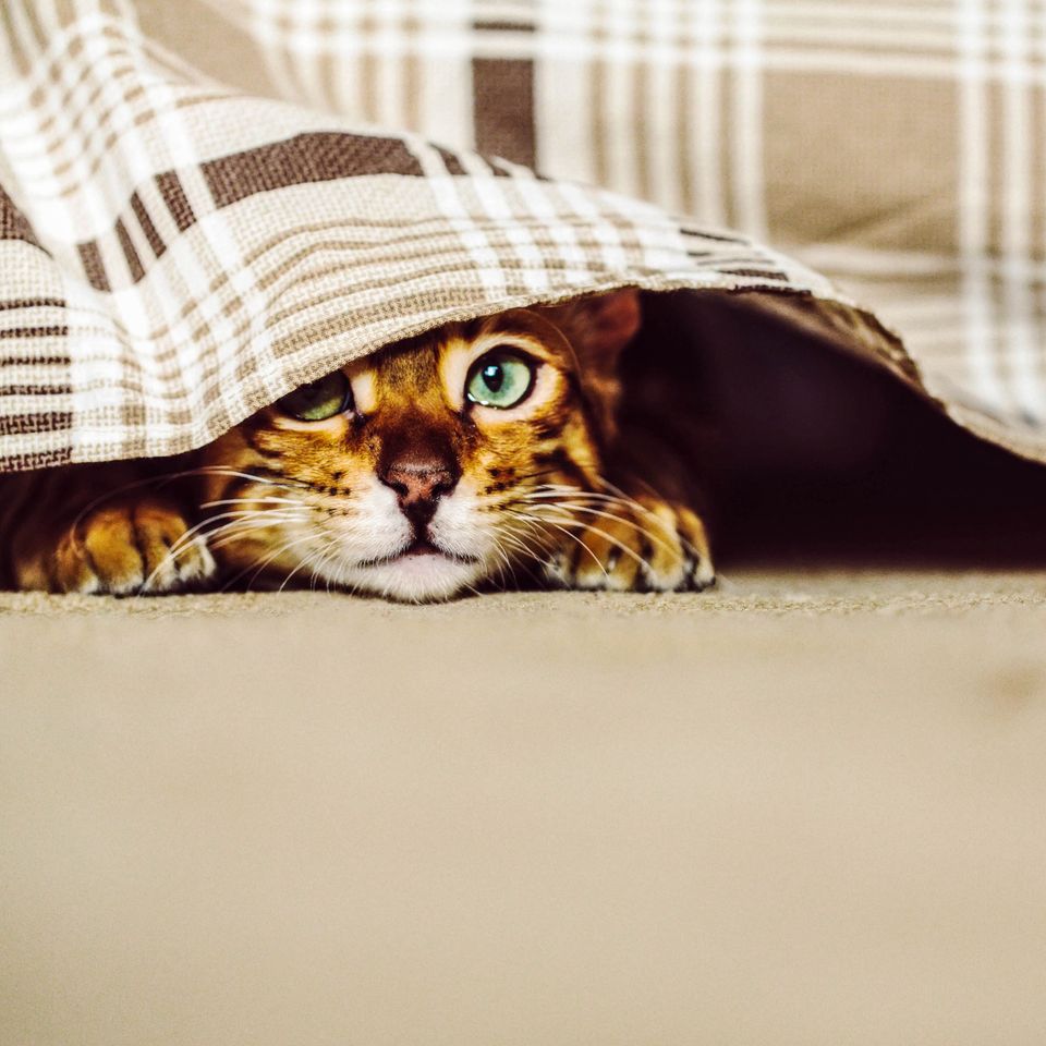 Cat pic