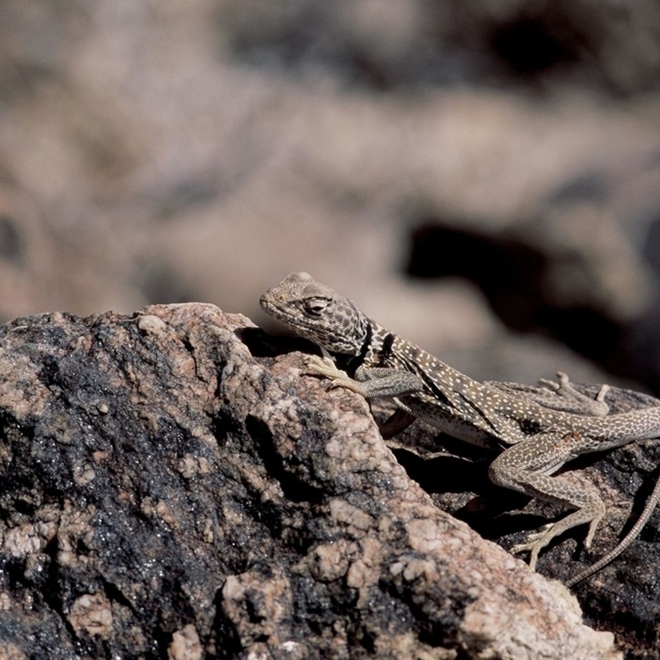 Chuckgraham collaredlizard img06820121203 1864 1tk4w51 0