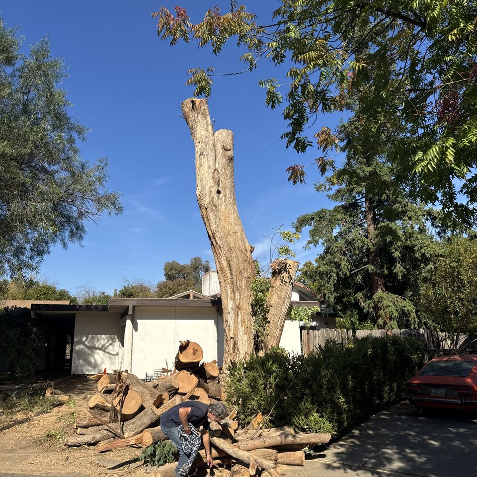 Safe residential tree removal service in Yolo County by The Arbor Tree Service Company