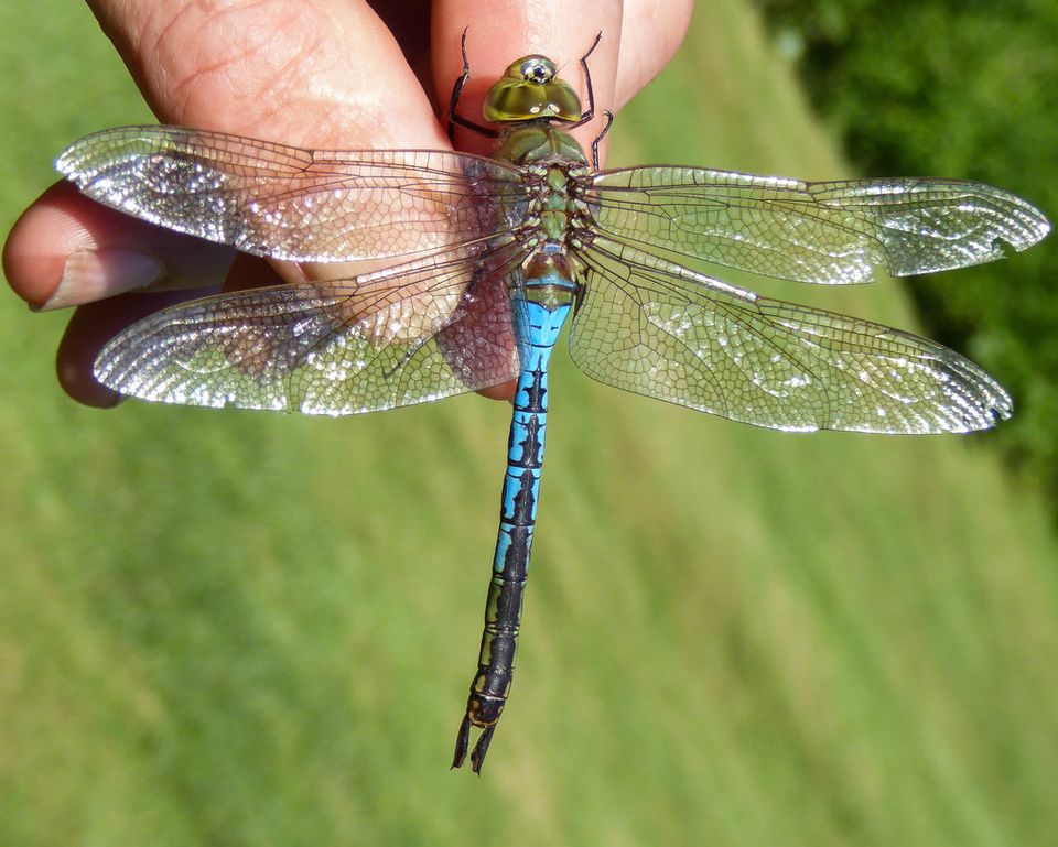 Green darner dragongly vermont center for ecostudies