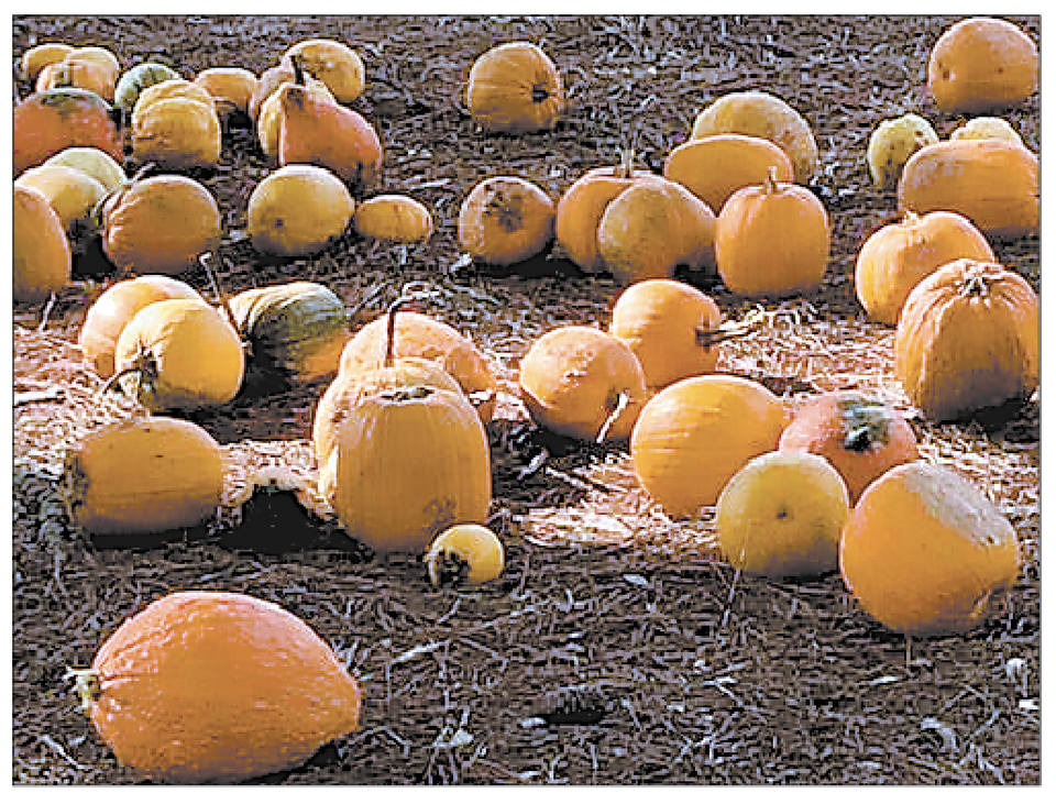 Pumpkin