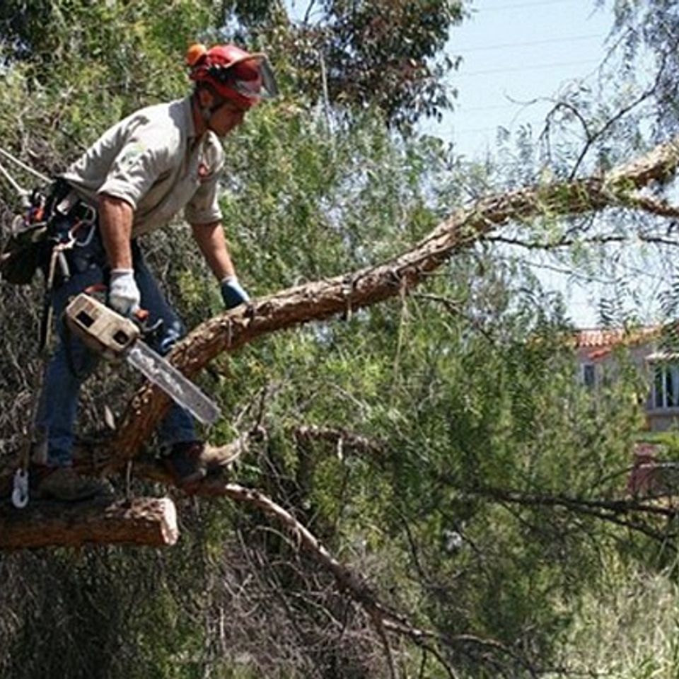 Certified arborist portland or