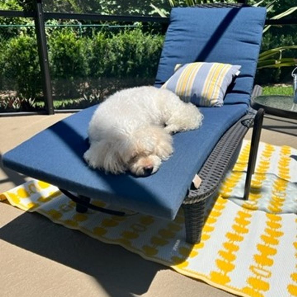Cissy webb patio  dog