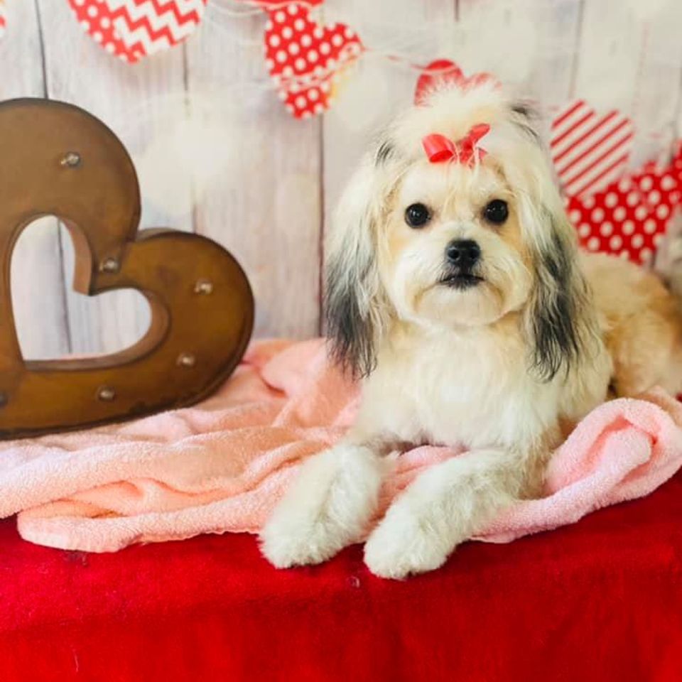 Small dog with long hair on ears and red ribbon posing after grooming