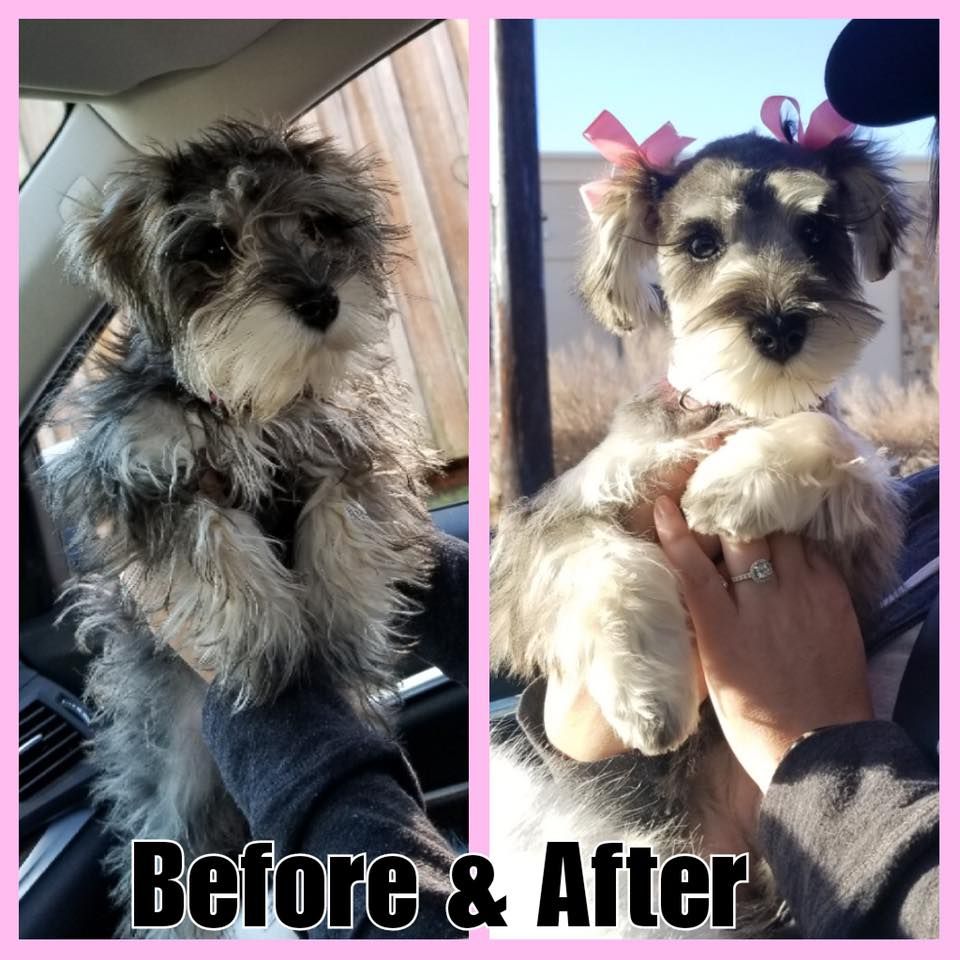 Before and after bathing and grooming photo of schnauzer puppy