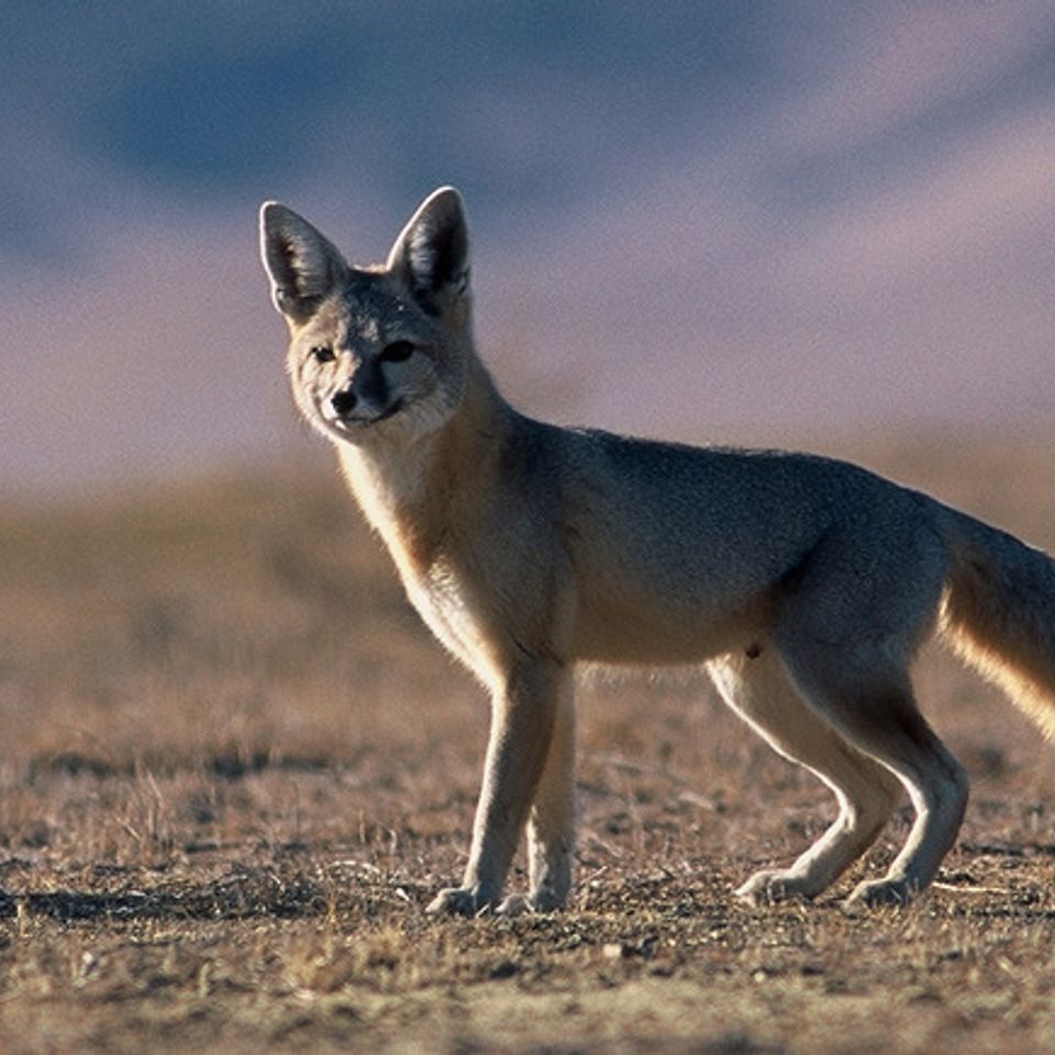 Kit foxes320140408 15819 8qfg16