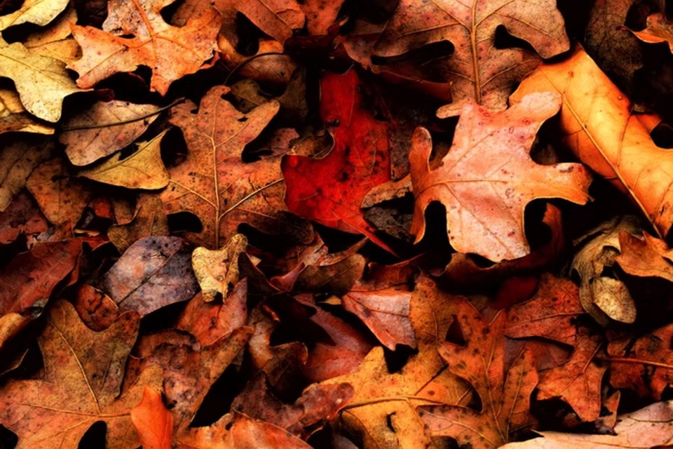 Screen shot 2026 02 27 at 11.15.11 am