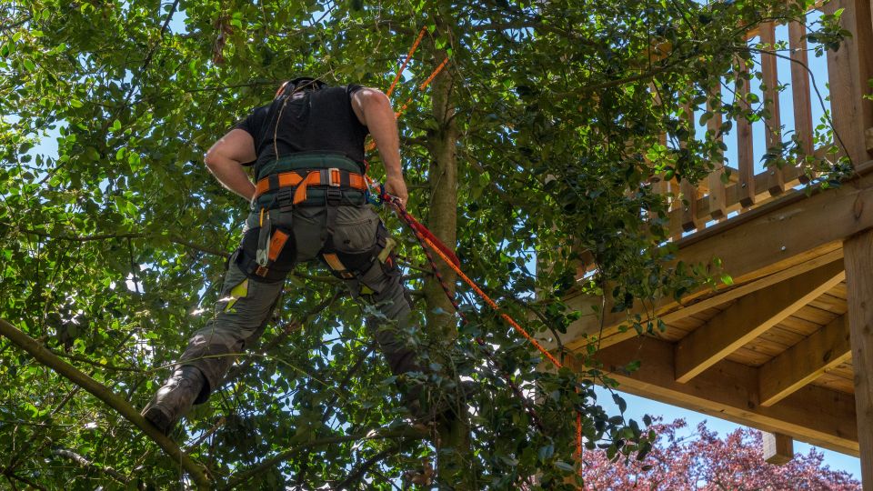 Tree pruning 3