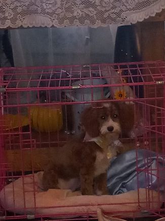 1000021146