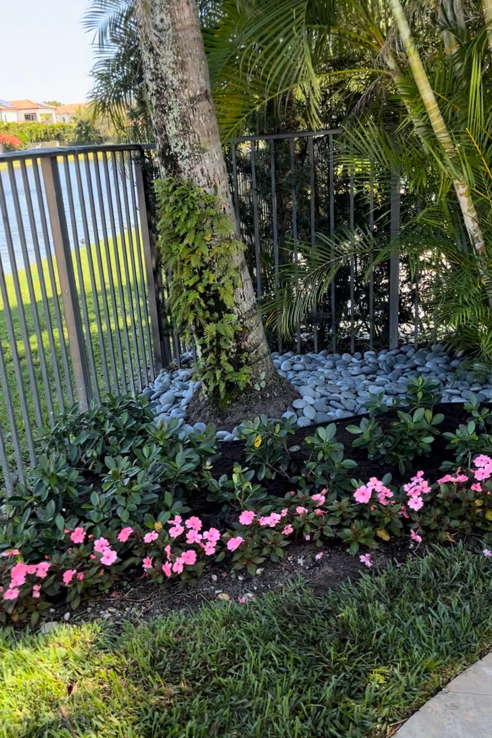 Palms plants rock landscaping