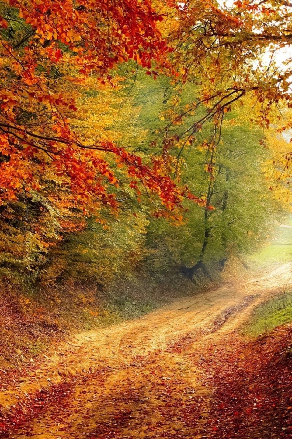 Autumn photo