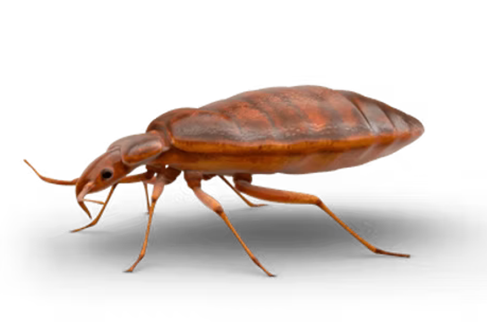 Bed bugs2