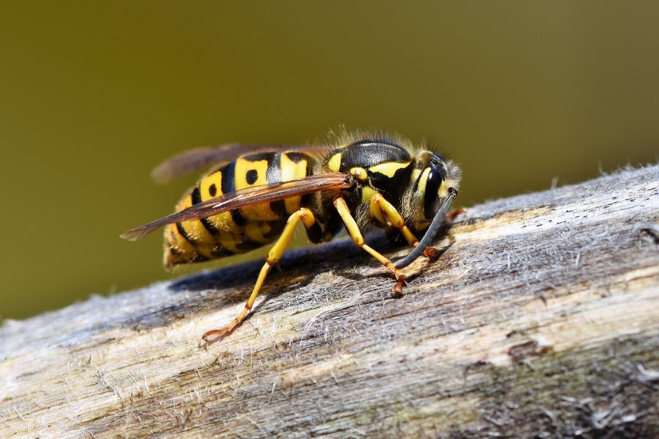wasp and hornet Pest Control