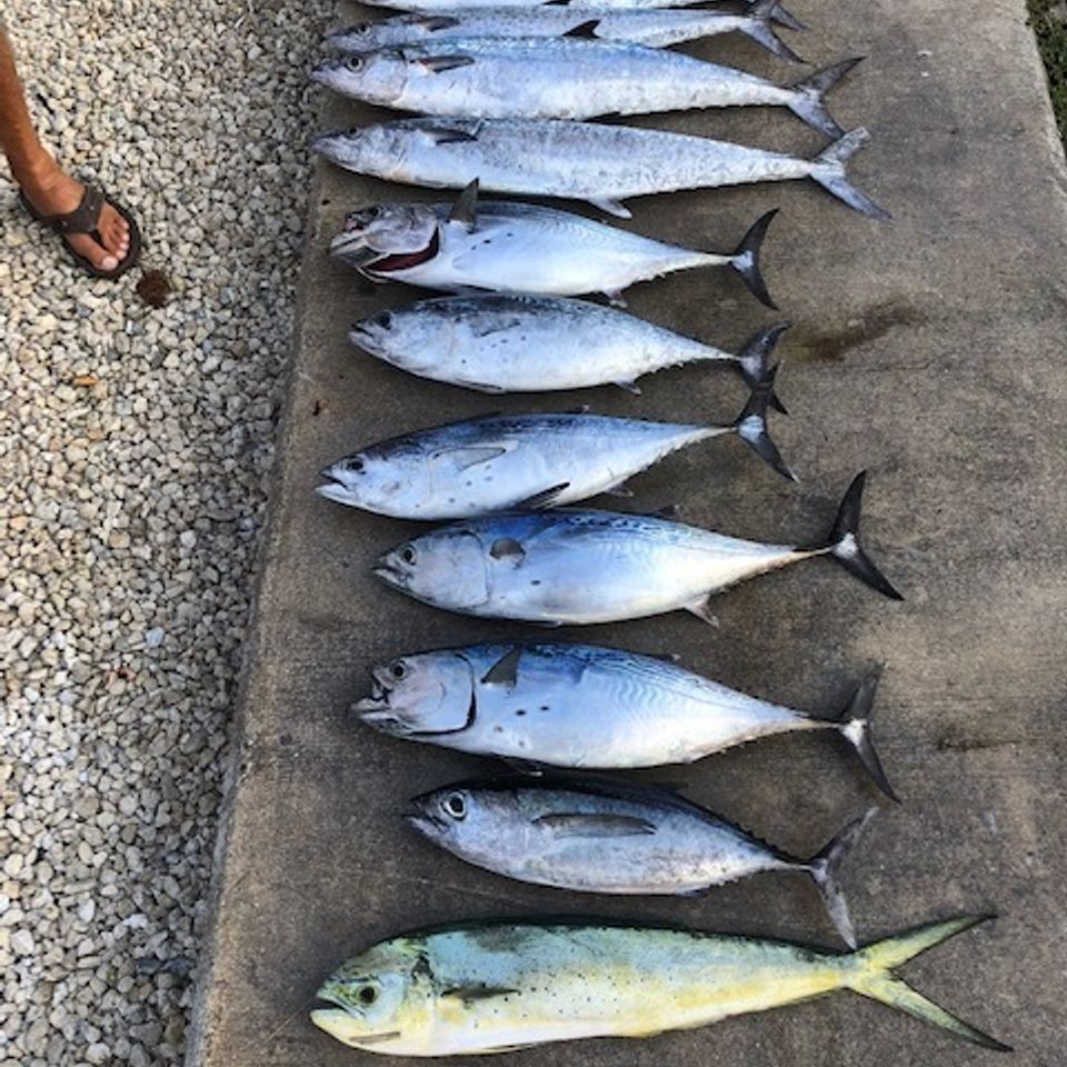 Fish layed out