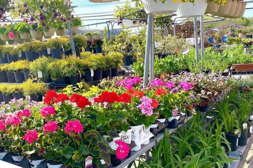 Meldrum plants  