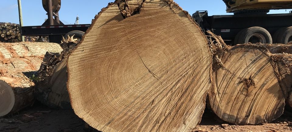 hardwood logging, pine timber, poplar timber, oak timber, site cleaning, JMW Logging, North Carolina Logger