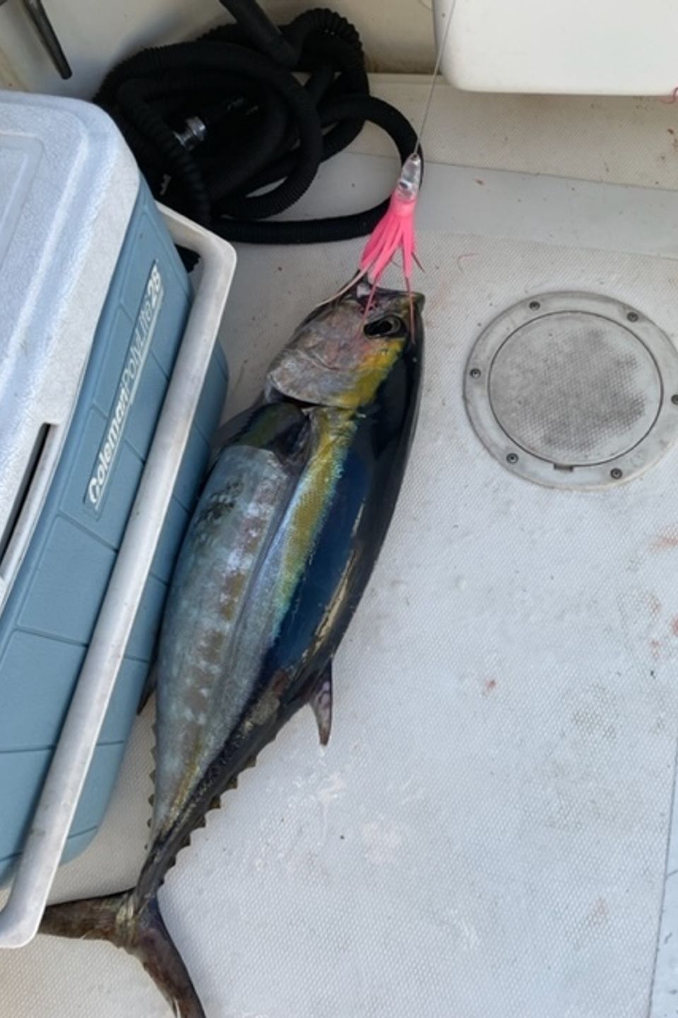 11 lb tuna