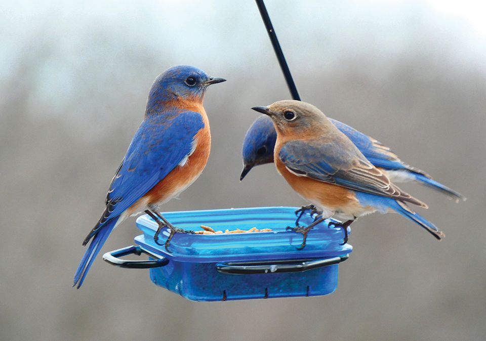 Bluebird3