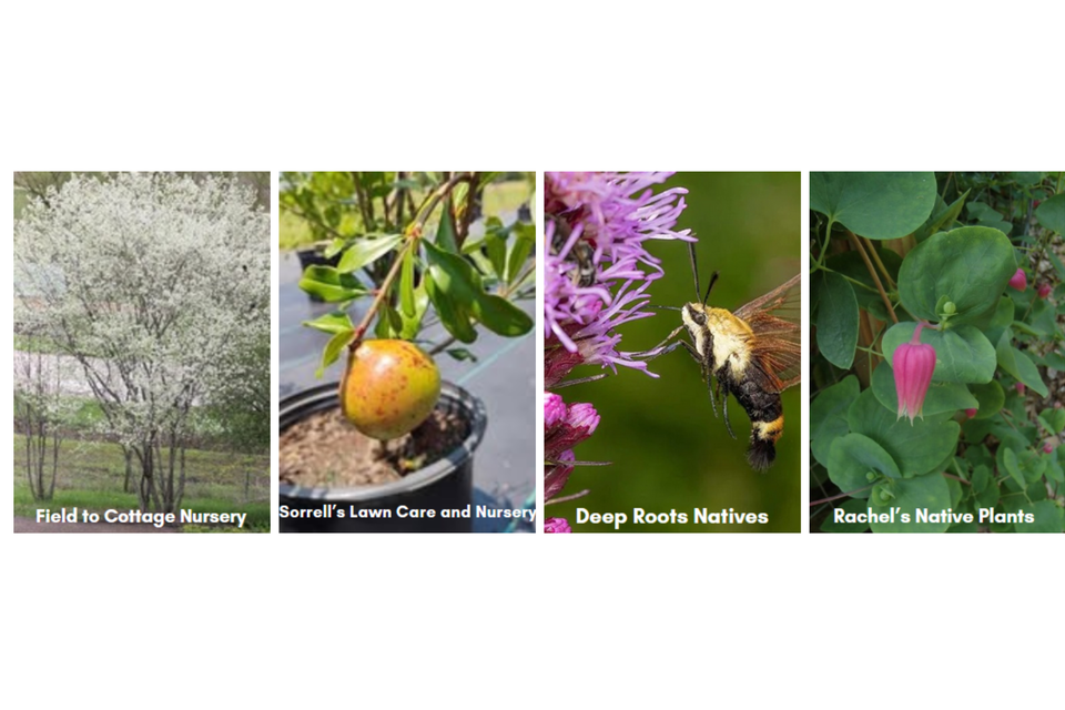 Local sources for native plants3