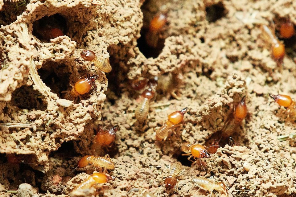 Termites 55e3d34449 1920