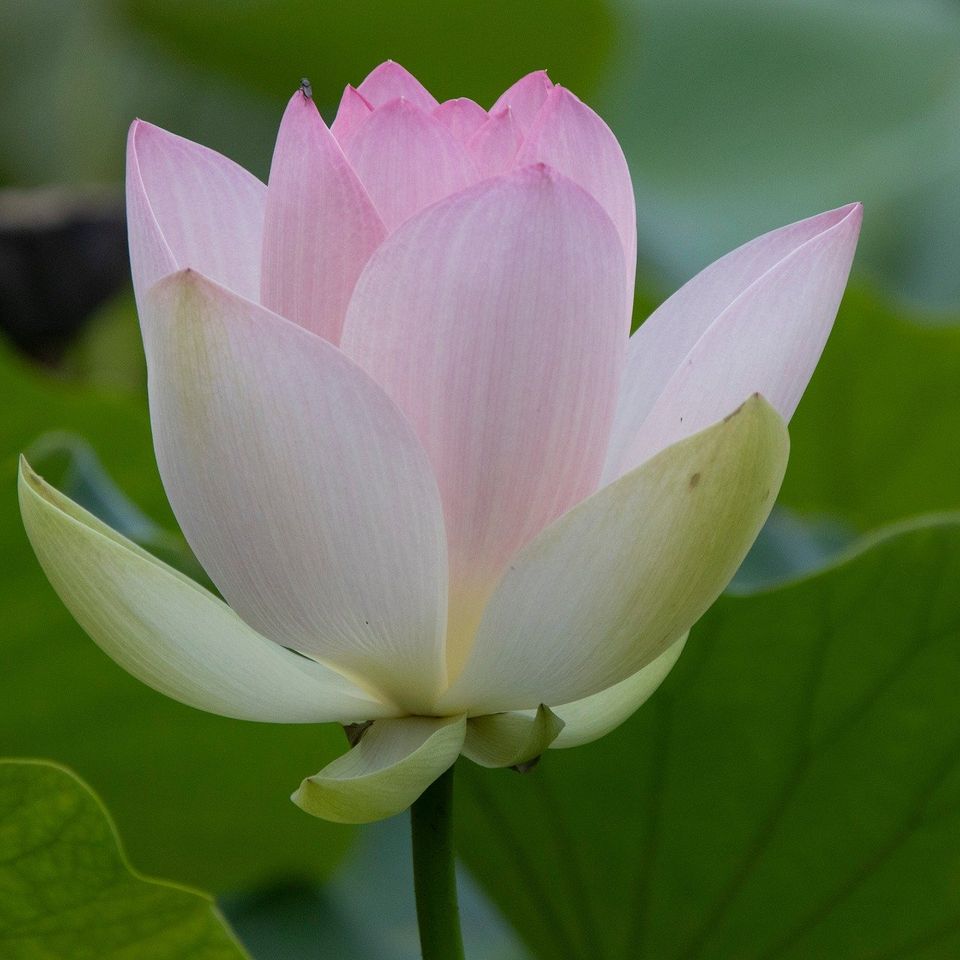 Lotus g5dc644999 1920