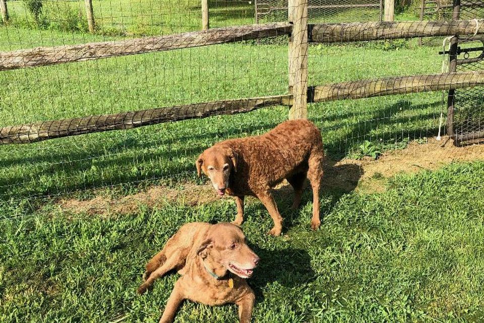 2 brown dogs