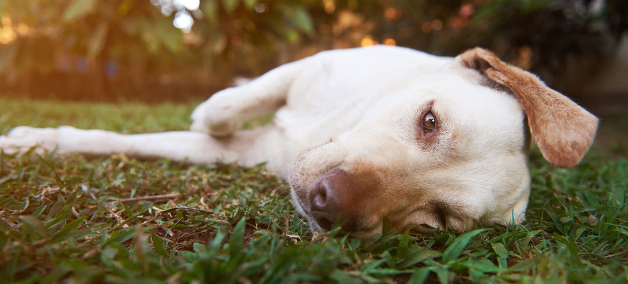 The Soapy Dog Dog Grooming Knightdale NC 919 266 0630