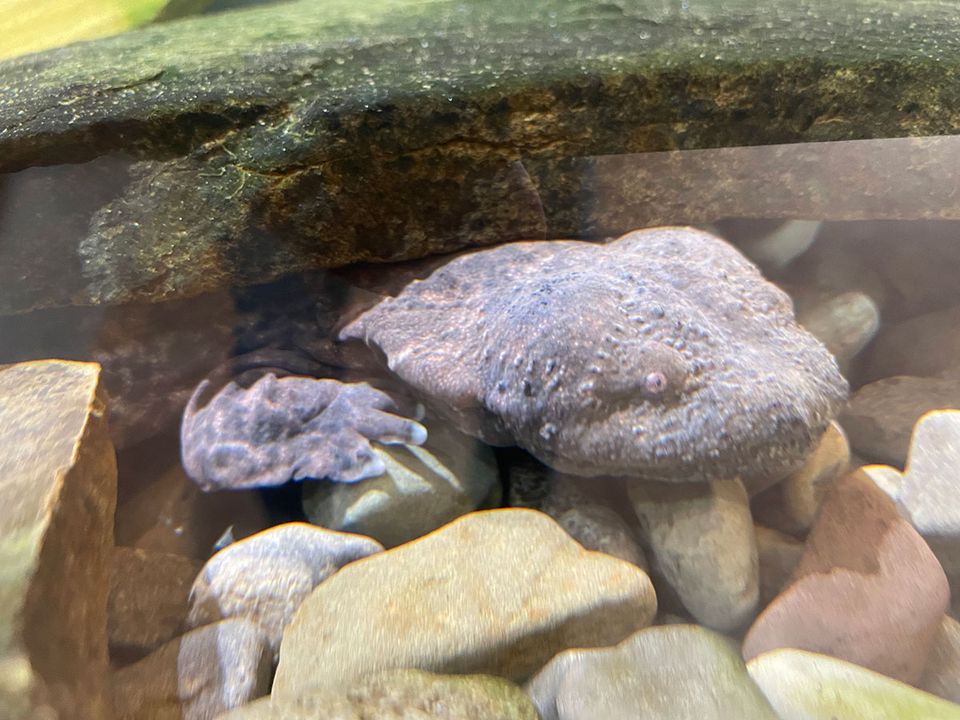 Hellbender