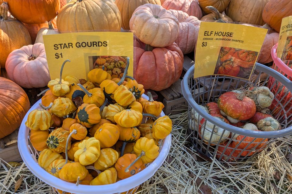 Pumpkin fundraiser at st. john lutheran1
