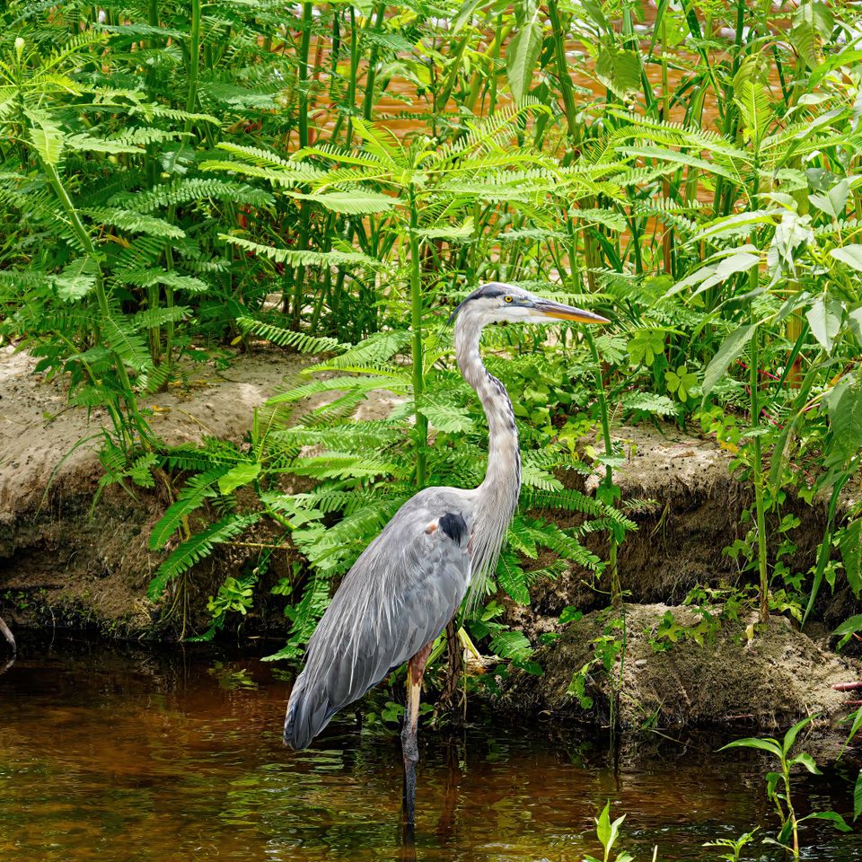 Wading bird copy