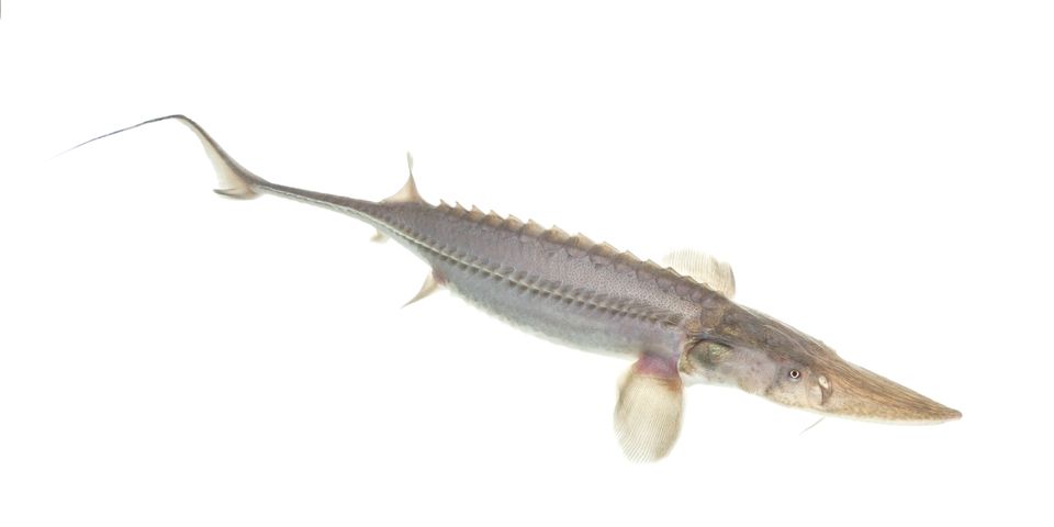 Pallid sturgeon sam stukel nov2019 2