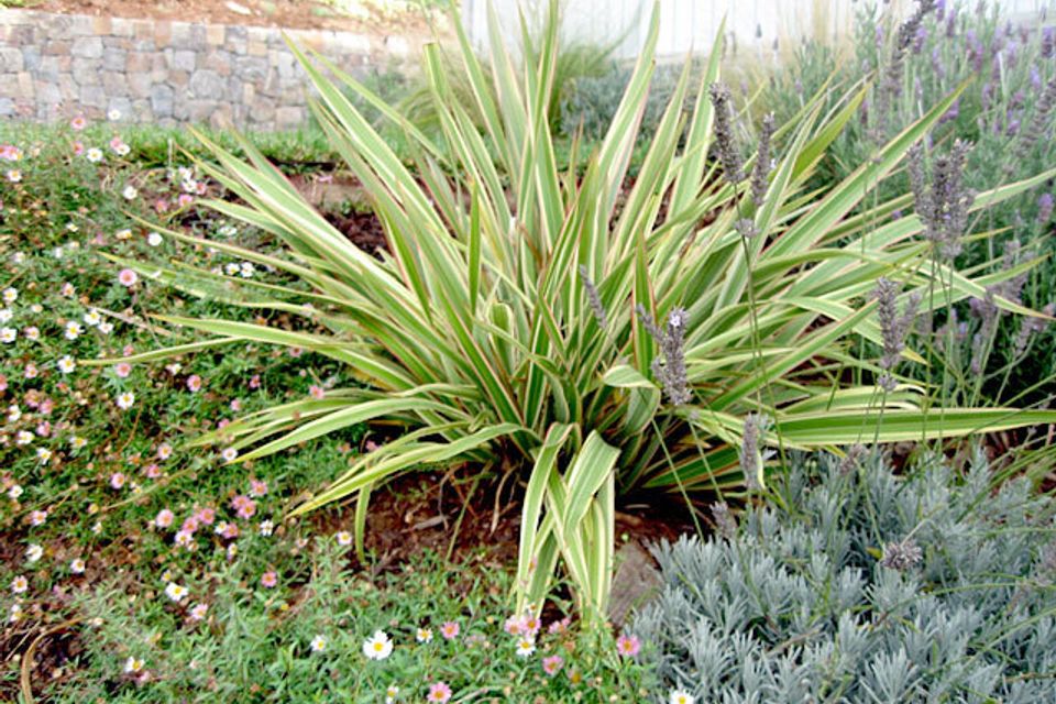 Tiburon residence 08