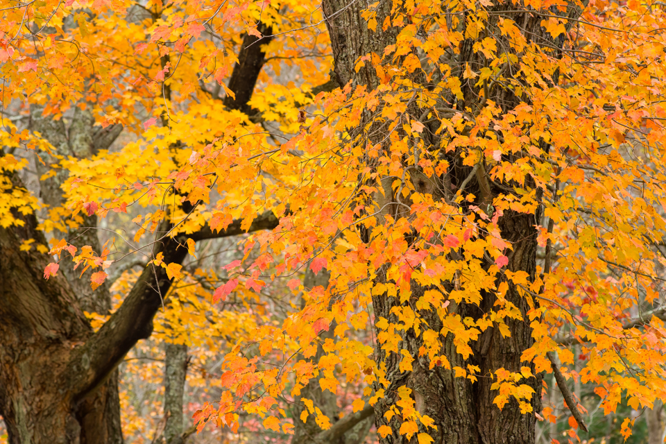 Tree service in killingworth  ct