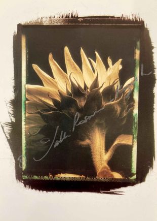 Sunflower platinum hand made print